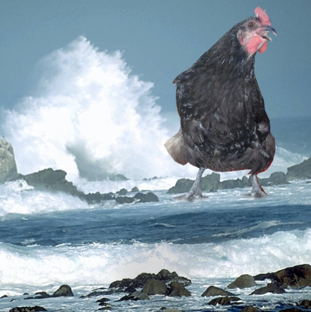 chicken of the sea